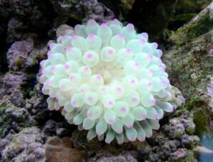 Pink Tip Bubble Anemone