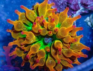 Ultra Starburst Bubble Anemone