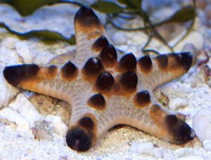 Chocolate Chip Starfish