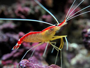 Cleaner Shrimp