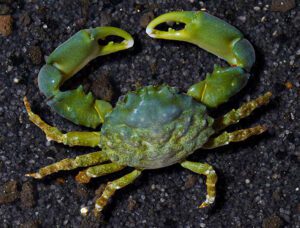 Emerald Crab