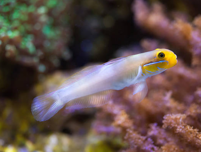 Golden-Headed Sleeper Goby