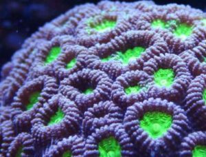 Colostria Coral - Candy Cane