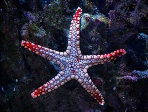 Marble Starfish