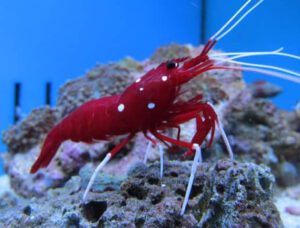 Blood Red Fire Shrimp