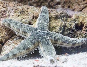 Sand Sifting Sea Star