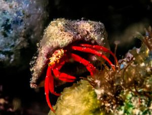 Scarlet Hermit Crab