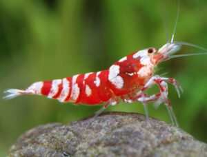 Tiger Shrimp