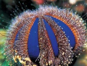 Tuxedo Urchin