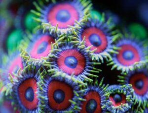 Zoanthid Coral