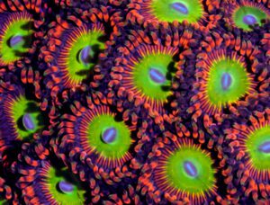 Zoanthid Coral