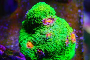 Green Chalice Coral