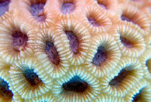 Knob Coral