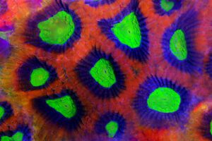 Tricolor Goniastrea Coral