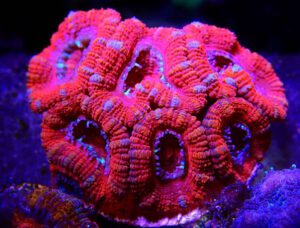 Acan Coral