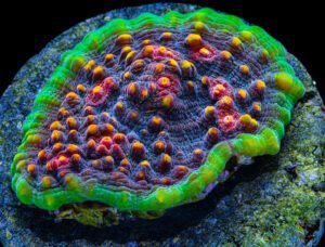 Chalice Coral