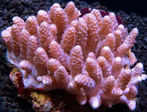 Finger Coral