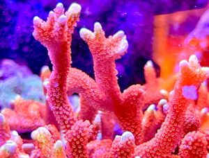 Forest Fire Montipora