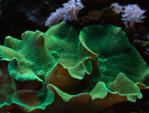 Green Rhodactis Mushroom