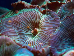 Green Striped Mushroom