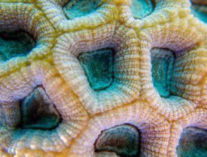 Knob Coral