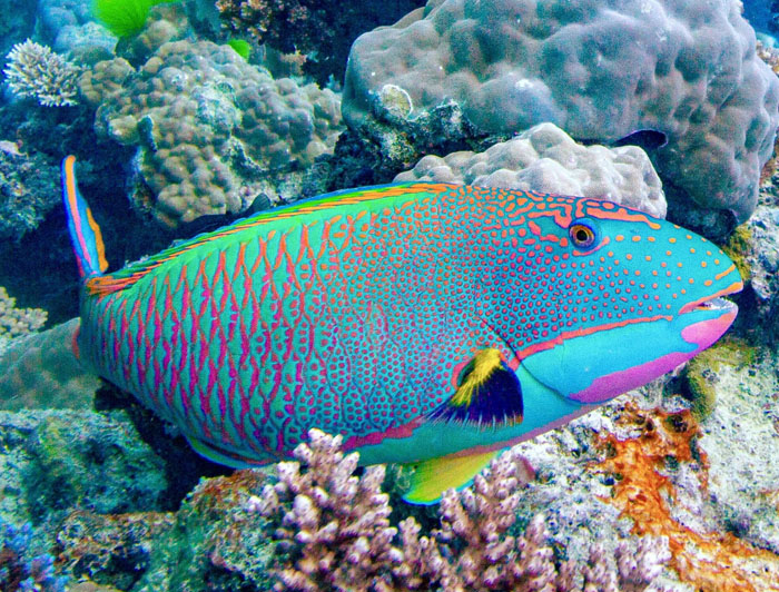 Rainbow Parrotfish