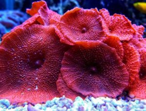 Red Rhodactis Mushroom