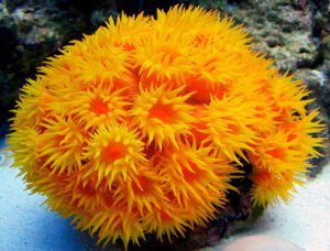 Sun Coral