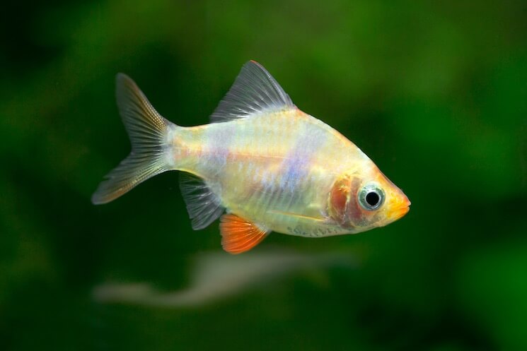 Albino Tiger Barb