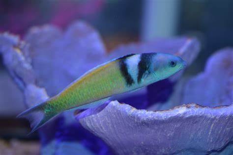 Bluehead Wrasse