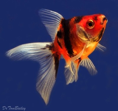 Fantail Goldfish