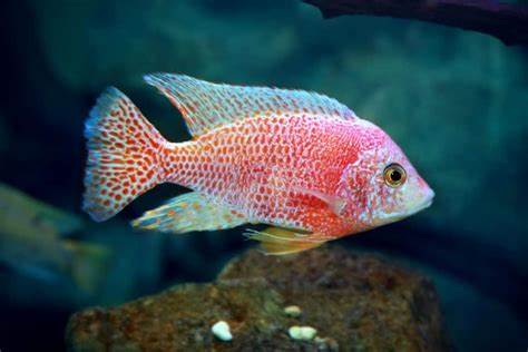 Aulonocara Peacock Cichlid