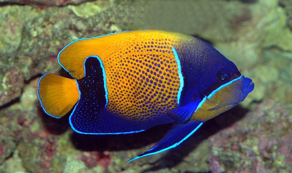 Navarchus Angelfish